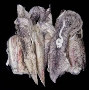 Calamari medi in scatola – Dynabait